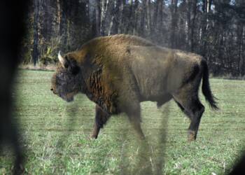 bison 5029217 1280 2025 06 12 204454