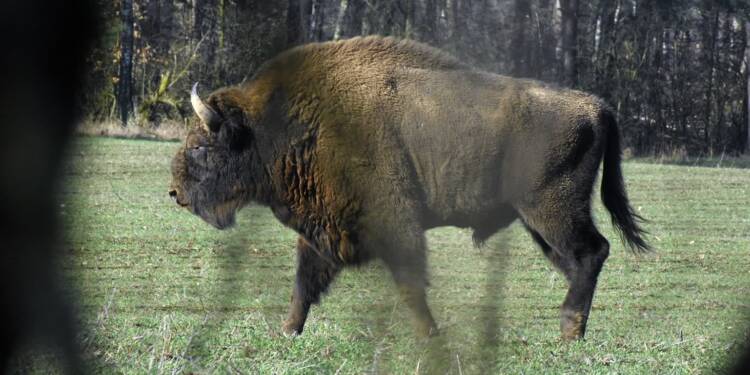 „Pozwoli im na swobodne życie”. W Szklarni powstanie ostoja żubra 1 bison 5029217 1280 2025 06 12 204454