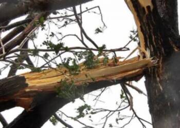 drzewo 2 2022 02 23 150724 2023 07 17 072522 750x375 2025 05 04 080236 750x375 1