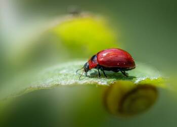 insects 9634230 1280