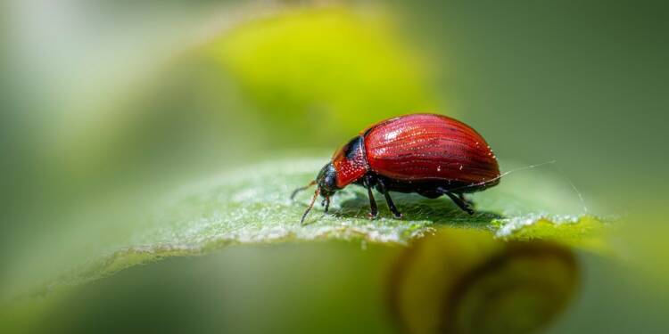 Co gryzło dinozaury, czyli specjaliści przyjechali do Lublina 1 insects 9634230 1280