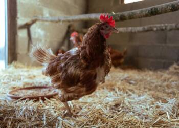 pexels andreas 246992646 15645625 2025 02 10 193924