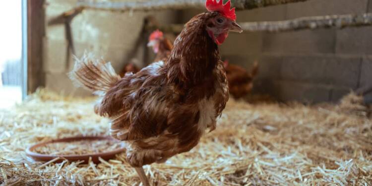 pexels andreas 246992646 15645625 2025 02 10 193924