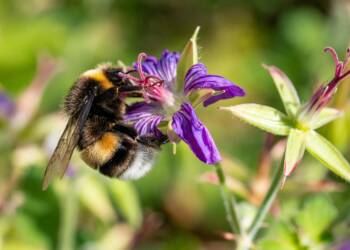 pexels robert schwarz 1488822070 33813475