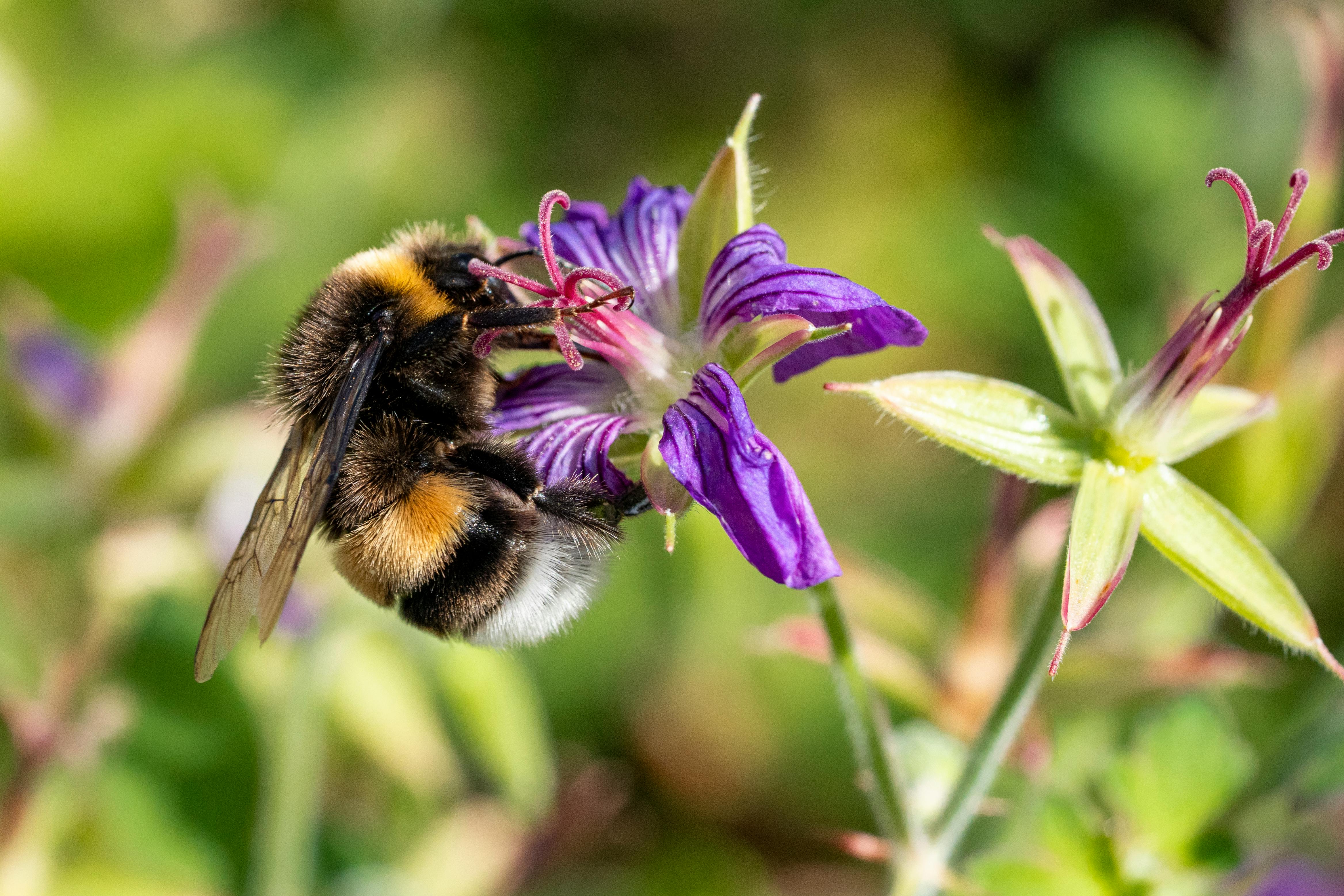 Czy świat bez owadów jest możliwy? Naukowcy debatują w Lublinie