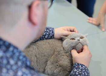 2025-09-13T10:35:28:29 ,  Fot. Piotr Michalski 
2025.09.13. LUBLIN . TARGI LUBLIN . WYSTAWA KOTOW RASOWYCH .
FOT. PIOTR MICHALSKI