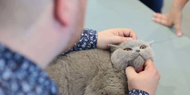 2025-09-13T10:35:28:29 ,  Fot. Piotr Michalski 
2025.09.13. LUBLIN . TARGI LUBLIN . WYSTAWA KOTOW RASOWYCH .
FOT. PIOTR MICHALSKI