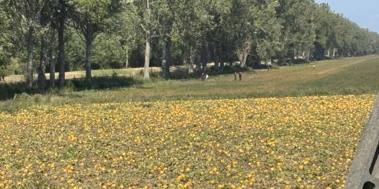 "Ten poranek długo będziemy pamiętać". Wójt po upadku drona 1 pomidory1