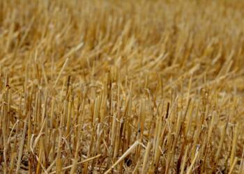 stubble 7454076 1280