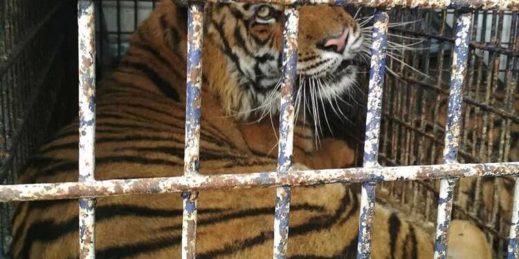 Skazani za transport tygrysów. Zapadł wyrok w głośnej sprawie 1 tygrys 6