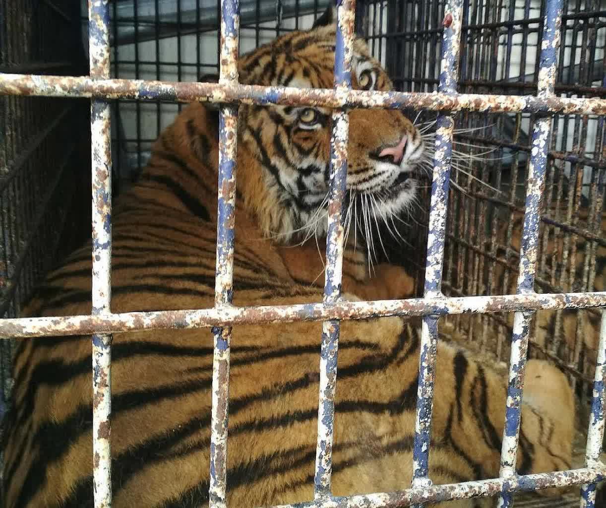 Skazani za transport tygrysów. Zapadł wyrok w głośnej sprawie