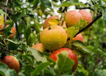 20.10.2025 Żyj zdrowo - jabłka 5 EAttachments423546456cc5c900c5611e2288161db5dfd5b31