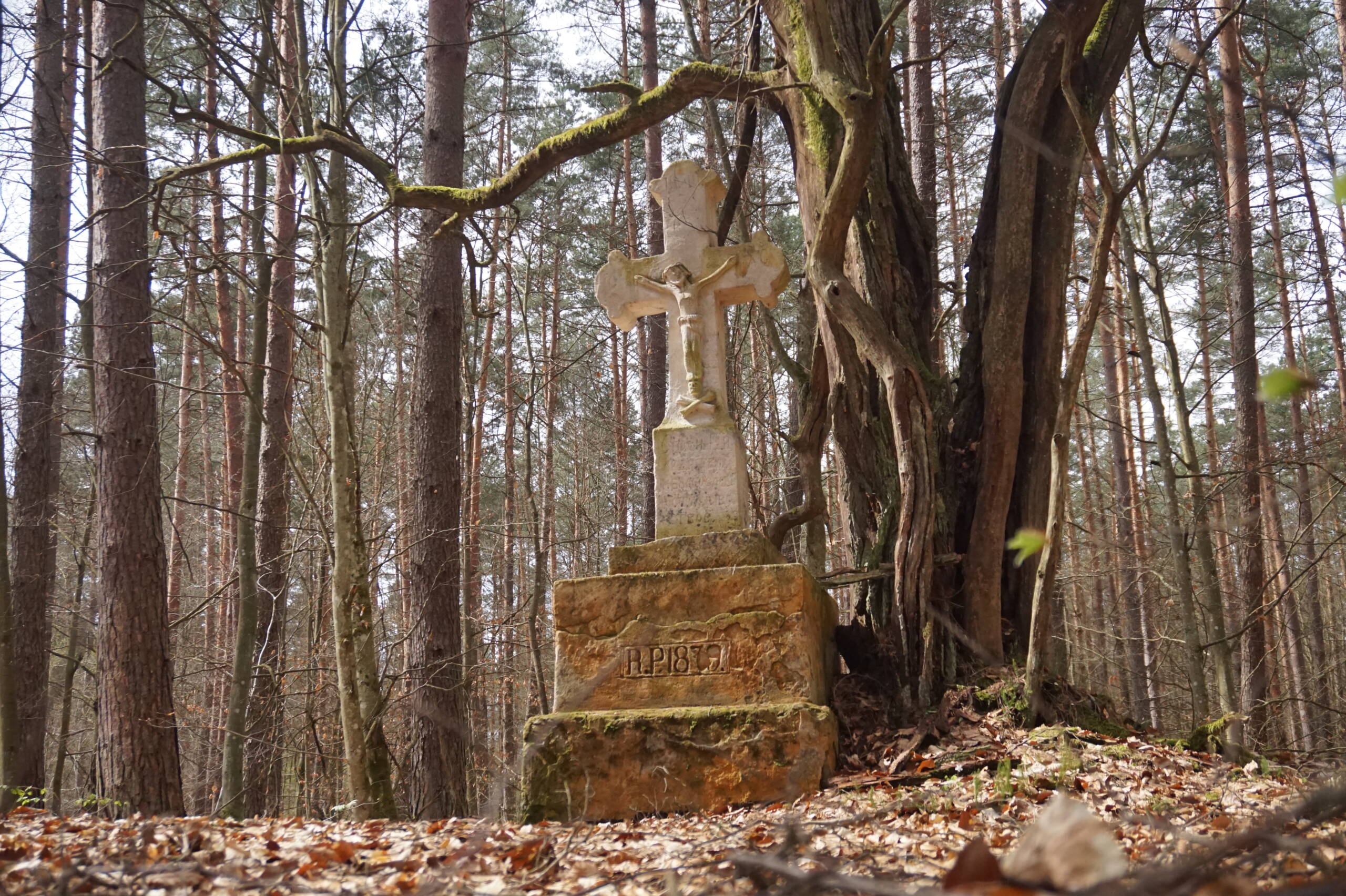 To już nie tylko „miasto na lato”. Coraz więcej turystów w Zamościu 3 DSC03525.JPG