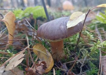 EAttachments8314338c27e53b3c57c83cffb17c175951b5a27