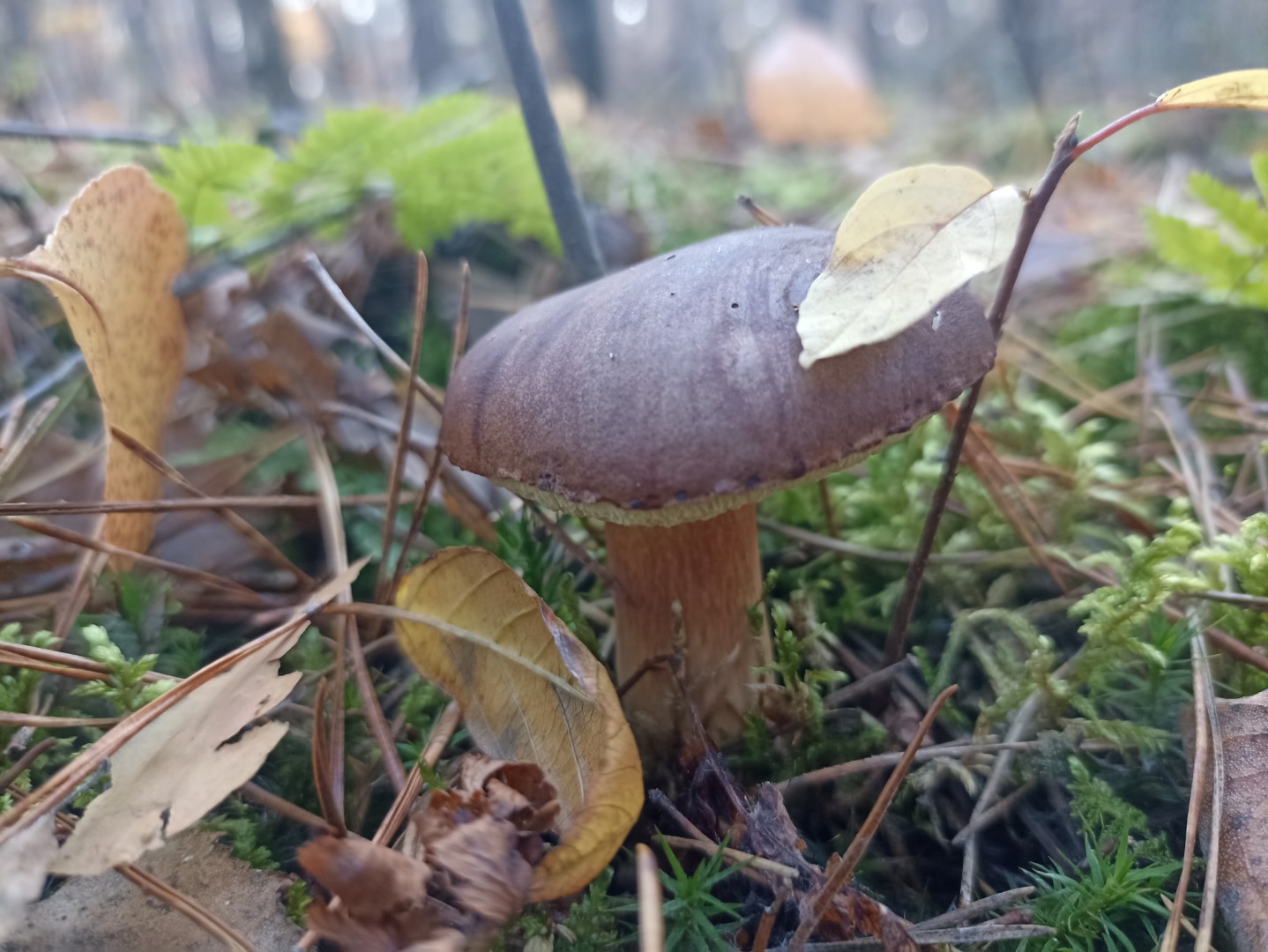 Jak uniknąć zatrucia grzybami? Wystawa i porady na placu Litewskim