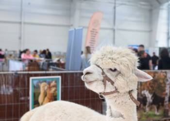 2025-03-08T12:58:37:00 ,  Fot. Piotr Michalski 
2025.03.08. LUBLIN . MTL . ZOOPARK .
FOT. PIOTR MICHALSKI