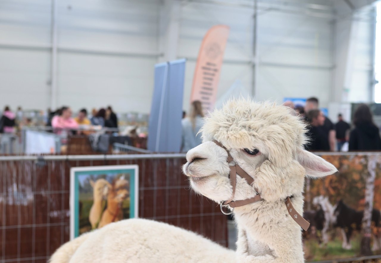 Lemury, alpaki i ogromny puchacz. Niezwykłe zwierzęta opanują Lublin