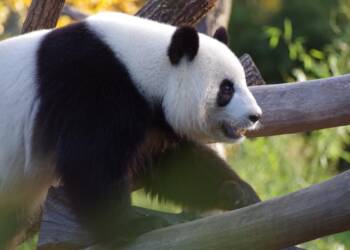 29.09.2025 GPS - Globalny Punkt Spojrzenia - o pandzie biologicznej i politycznej 10 EAttachments898568802eb270038d98af66bc9b5a9c010aac6 xl