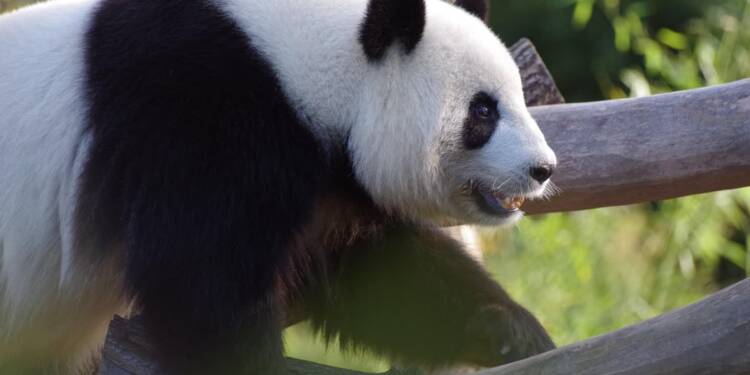 EAttachments898568802eb270038d98af66bc9b5a9c010aac6 xl