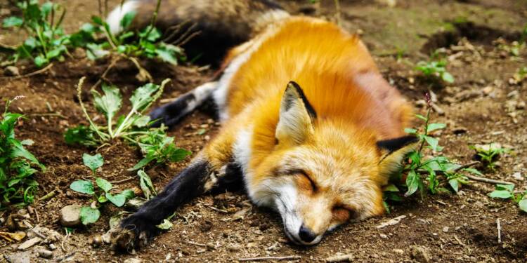 Akcja szczepienia lisów. Uwaga na przynęty! 1 EAttachments89900774a110694e777b8698bd79a025a7d0742 xl 1