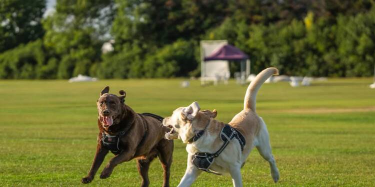 EAttachments8990125ccdd71797464929e2bf93a76e060c843 xl