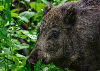 Dziki na celowniku. Lubelskie walczy z afrykańskim pomorem świń 4 EAttachments89907477c33e1e2a766e3e0944673f9316bc1ba xl 1