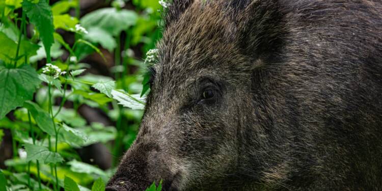 Dziki na celowniku. Lubelskie walczy z afrykańskim pomorem świń 1 EAttachments89907477c33e1e2a766e3e0944673f9316bc1ba xl 1