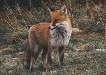 EAttachments899435011e5aa8c8df4983e066a9f33b03de46f xl