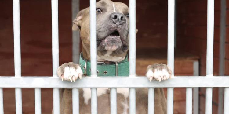 "Mamy co świętować". W lubelskim schronisku padł historyczny rekord! 1 EAttachments899509135af4a149cc7cd1e0f6070042a249414 xl 1