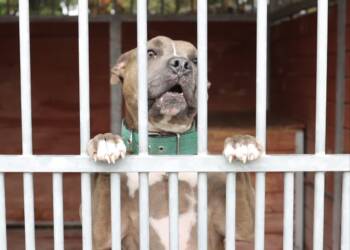 Światowy Dzień Zwierząt w lubelskim schronisku 10 EAttachments899509135af4a149cc7cd1e0f6070042a249414 xl