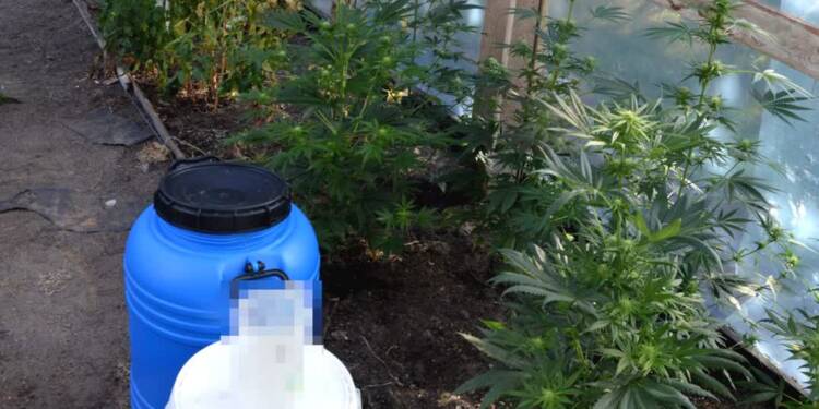 Włodawa: 37-latek usłyszał zarzuty nielegalnej uprawy konopi 1 EAttachments8995783f088b64a136e9cd6c388efc681671488 xl