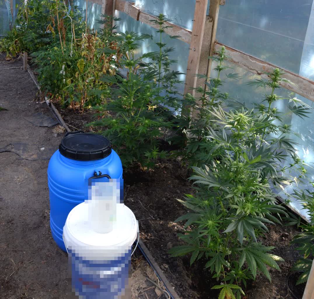 Włodawa: 37-latek usłyszał zarzuty nielegalnej uprawy konopi