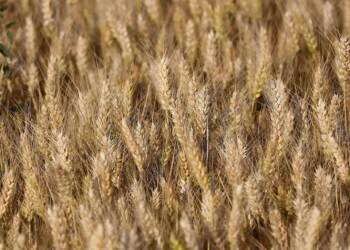 EAttachments9001812f17f4c475fb40e2cb39a5f40ae18adc7 xl