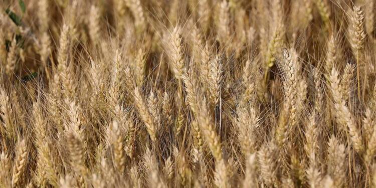 EAttachments9001812f17f4c475fb40e2cb39a5f40ae18adc7 xl