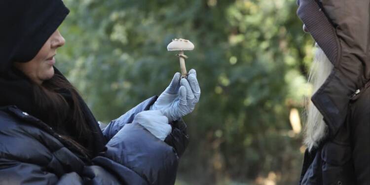 Sanepid wyruszył na grzyby 1 EAttachments90031858484a2fca3a4006cc237103b7531211a xl