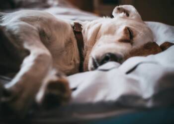 EAttachments9003913b650be469f911f6310a982f840b2f071 xl