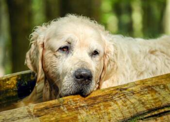 EAttachments9008314f43cf6a8e29263b6350f666ad5b3f934 xl