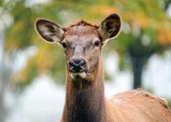 EAttachments9012875338c5b7a692215660af18298e3961469 xl