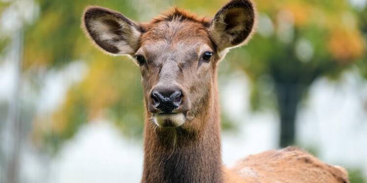 EAttachments9012875338c5b7a692215660af18298e3961469 xl