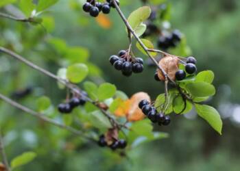 EAttachments901352378b36e8e3f8e8712b7e79c37a5458f3c xl