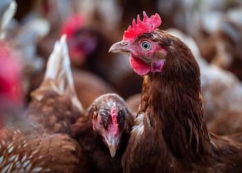 EAttachments90139552de2c973d5fb2ad0ad916c5dcffd1ce5 xl