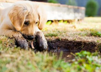 EAttachments90144501b24f7f0206b3eeae4dcdbdf001b9132 xl