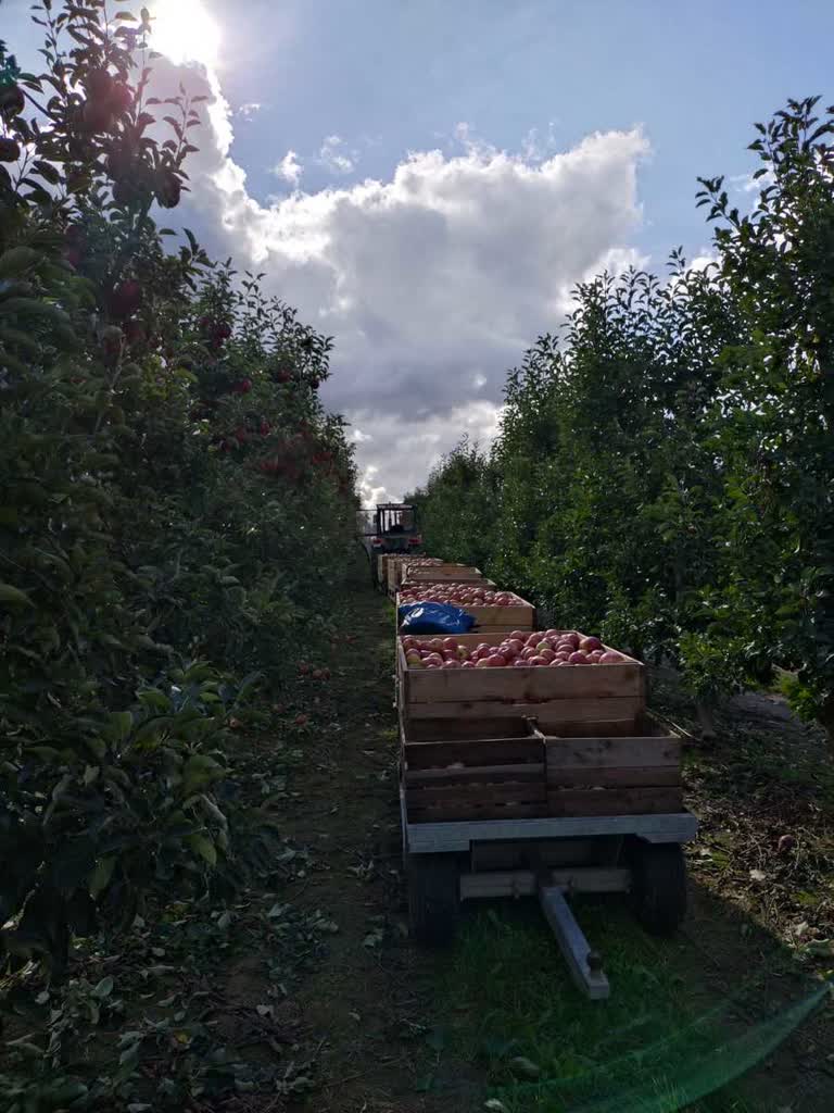 Wypadek podczas prac rolnych. 58-latka została ranna 3 353-277154.jpg