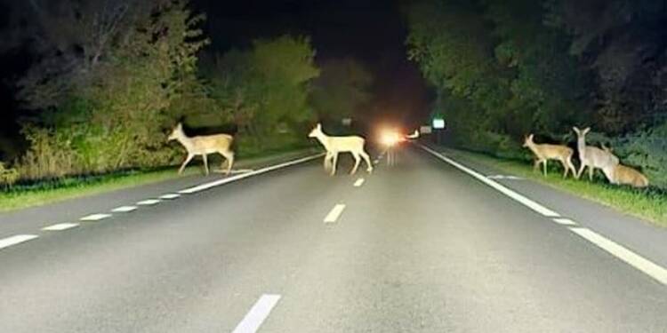 Uwaga na dzikie zwierzęta na drogach! Co należy wiedzieć? 1 EAttachments90170518c6fbc4704d55f7e290c14d4cefda417 xl