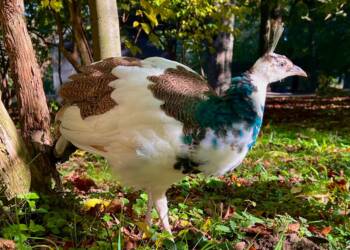 EAttachments9021289348c841992e66c965d009a3dbd164318 xl