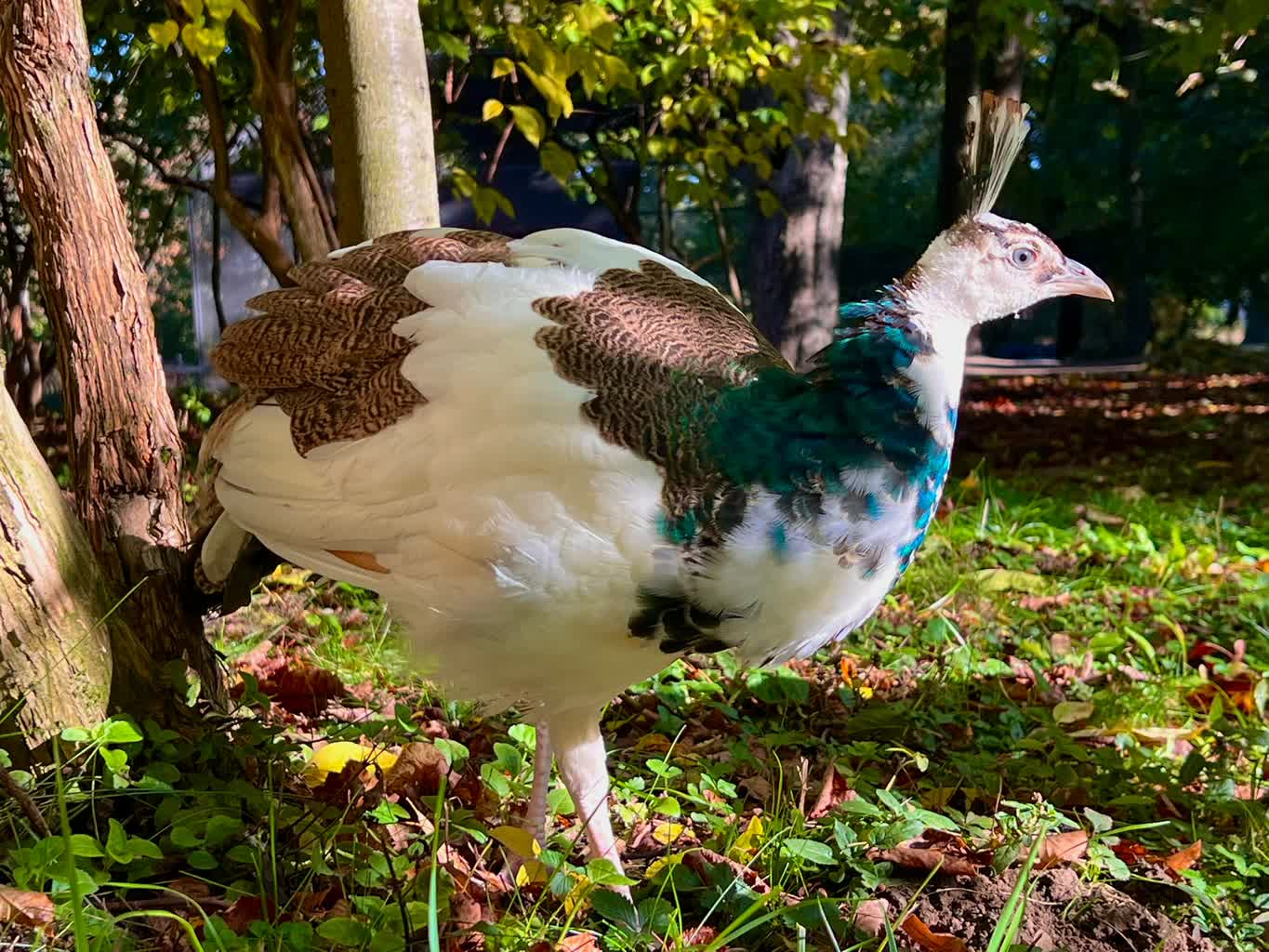 Pierzasty maluch w Lublinie. Miasto szuka imienia [ZDJĘCIA, WIDEO]