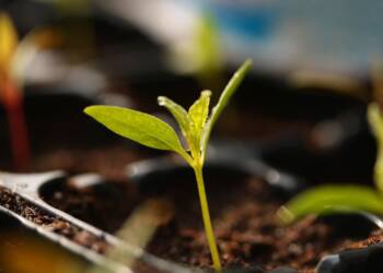 Zielona wymiana w mieście. Akcja „Drzewko za surowce” w Lublinie 7 EAttachments9021892f62c40eda3ffa1101079e5abb721a2d2 xl