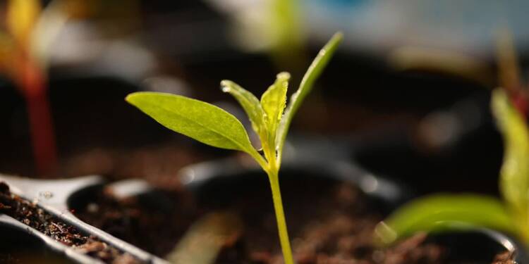 Zielona wymiana w mieście. Akcja „Drzewko za surowce” w Lublinie 1 EAttachments9021892f62c40eda3ffa1101079e5abb721a2d2 xl