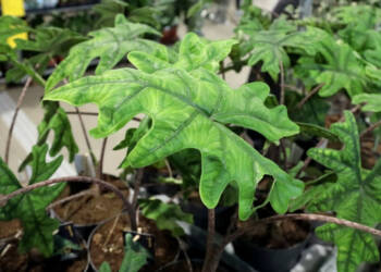 EAttachments902364338e64a8097db002ddbf898e340b69efc xl 1