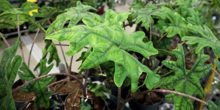 Ogrodnictwo i regionalne smaki. Jesienny Kiermasz z atrakcjami 1 EAttachments902364338e64a8097db002ddbf898e340b69efc xl 1